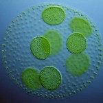 Blue-green algae