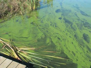 Blooming algae