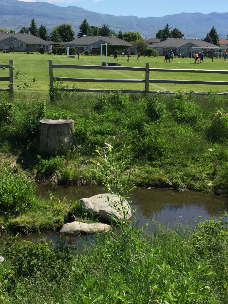 Fascieux Creek Daylighting