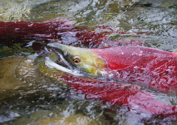 Sockeye Salmon - photo by Inge van Oostveen